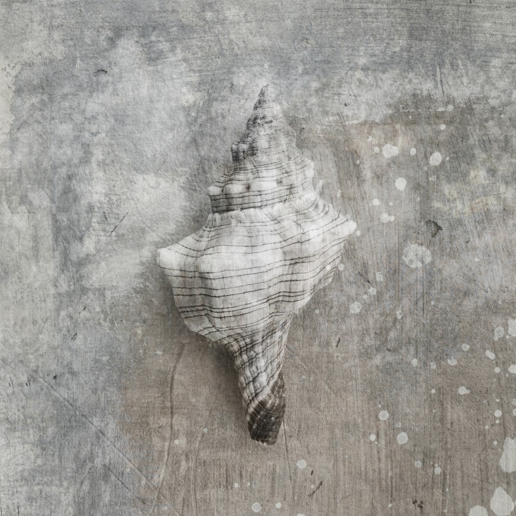 grey conch shell 1500