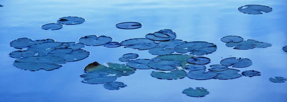 waterlilies-susan-magee